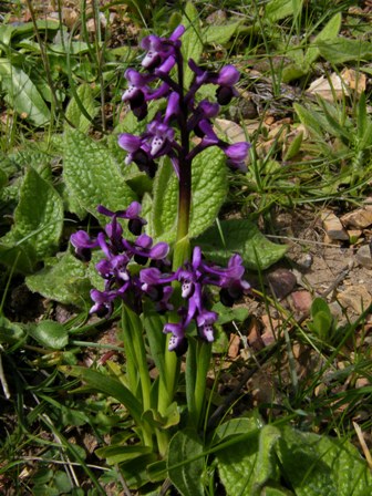 Passeggiate orchidologiche 2013